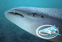 Whale Shark Conservation